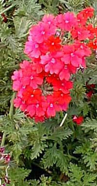 Hybrid Verbena(Verbena hybrida)