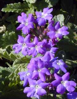 Hybrid Verbena(Verbena hybrida)