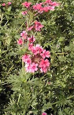 Peruvian Verbena