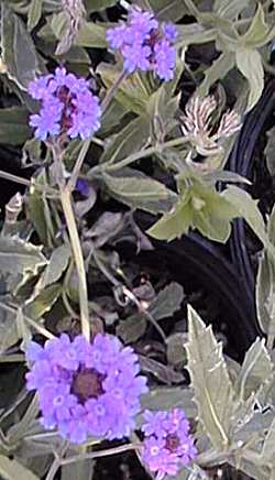 Sandpaper Verbena, Coarse Verbena(Verbena rigida)