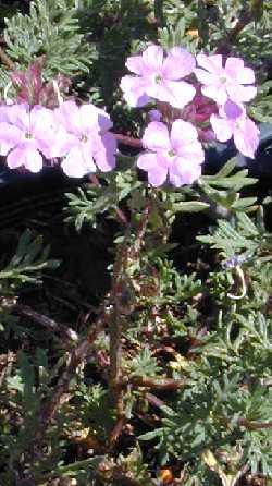 Moss Verbena(Glandularia pulchella)