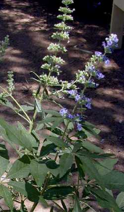 Chaste Tree, Monks' Pepper Tree(Vitex agnus-castus)