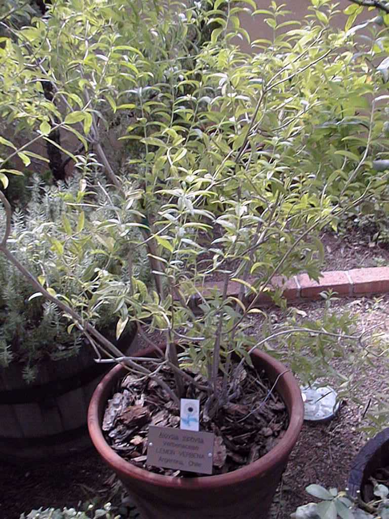 Lemon Verbena (Aloysia triphylla)