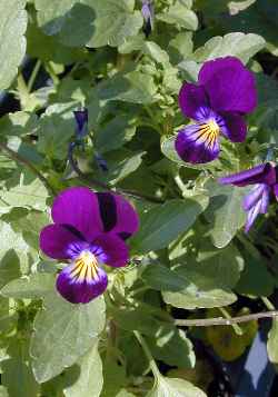 Viola, Tufted Pansy(Viola cornuta)