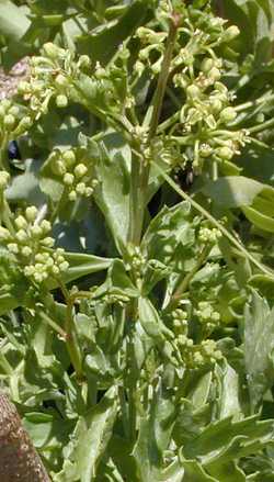 Arizona Grape Ivy, Sorrelvine(Cissus trifoliata)