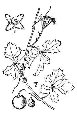 Arizona Grape Ivy, Sorrelvine(Cissus trifoliata)