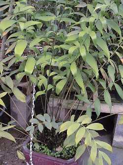 Bamboo Cycad(Ceratozamia hildae)