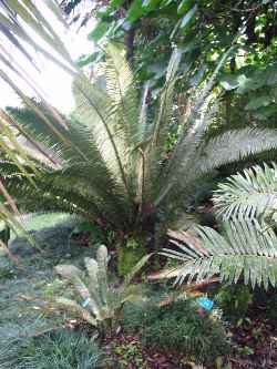 Palma Teosinte(Dioon mejiae)
