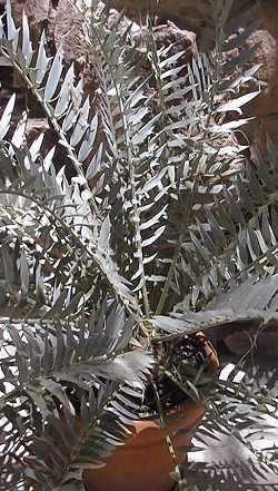 Ferocious Blue Cycad(Encephalartos horridus)