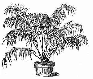 (Lepidozamia  peroffskyana)