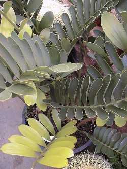 Cardboard Palm(Zamia furfuracea)