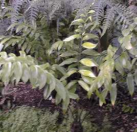 (Zamia pseudomonticola)