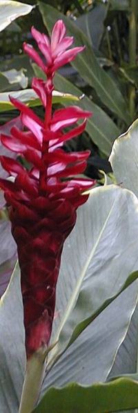 Red Ginger(Alpinia purpurata)