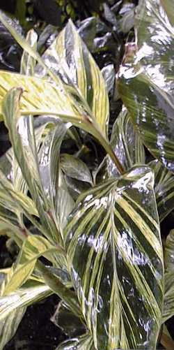 Shell Ginger(Alpinia zerumbet)