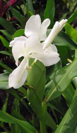 Butterfly Ginger, Garland Flower, Ginger Lily, Whi(Hedychium coronarium)