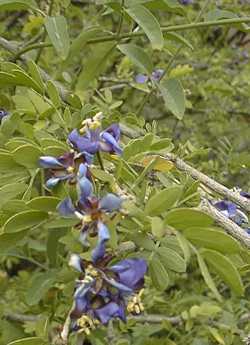 Guayacan(Guaiacum coulteri)