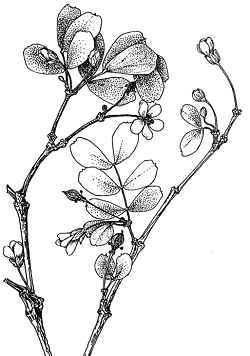 Lignum Vitae(Guaiacum sanctum)