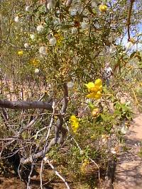 Creosote Bush