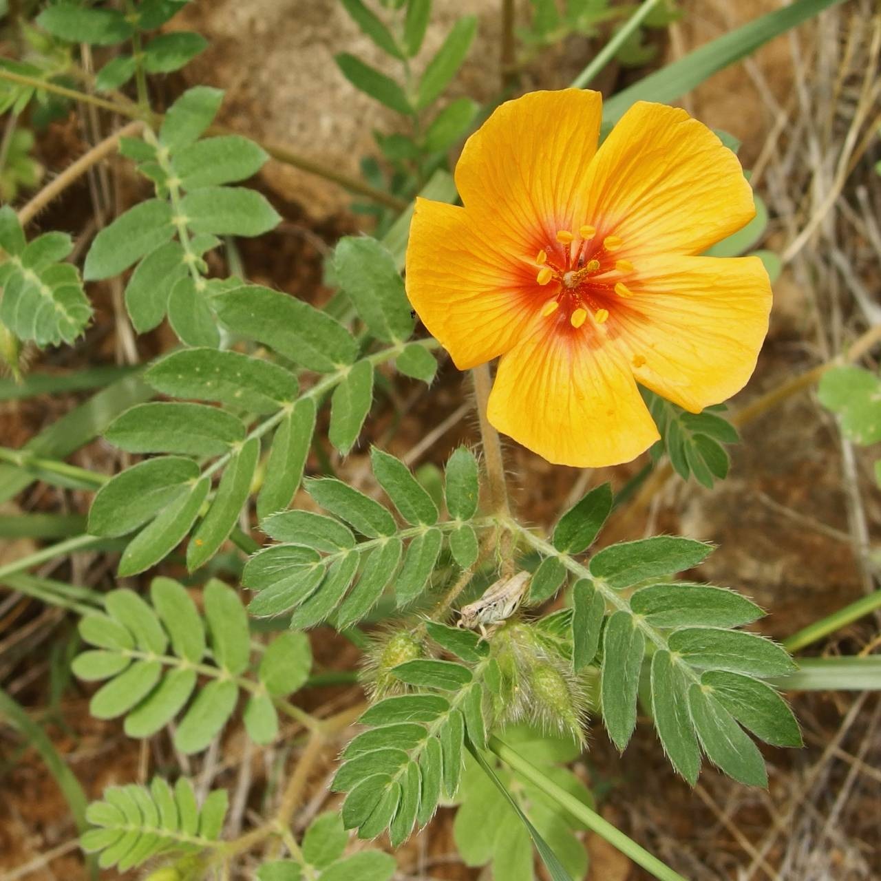 Arizona Poppy, Arizona Caltrop (Kallstroemia grandiflora)