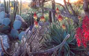 Compatible & low maintenance Cactus and Aloe Garden!