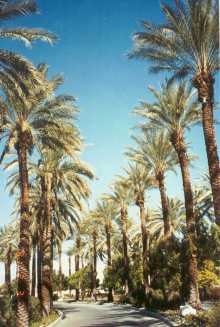 Phoenix dactylifera in Majestic Rows!