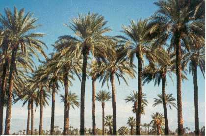 California's Coachella Valley (of the Lower Colorado River System!)