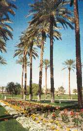 Elegant Medjool Date Palms!